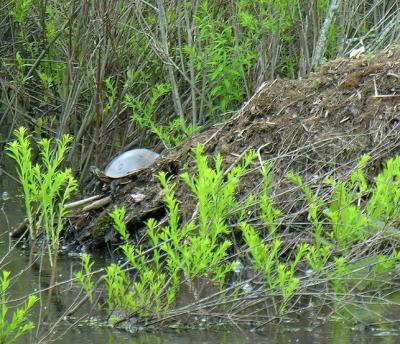 Turtle laying eggs on muskrat lodge