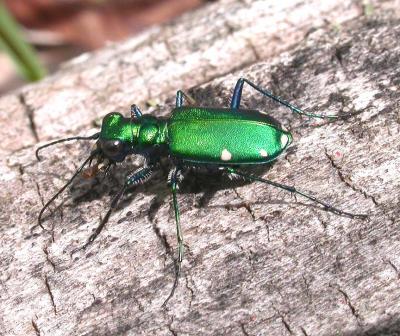 Six-spotted Green Tiger Beetle -- Cicindela sexguttata