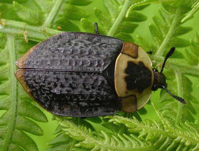 Nicrophila americana - American carrion beetle