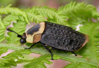 Carrion Beetle -- Silpha sp. - side