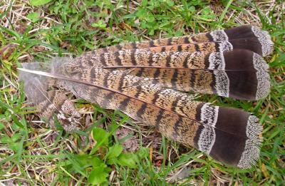 Ruffed grouse feathers -- remains from a kill
