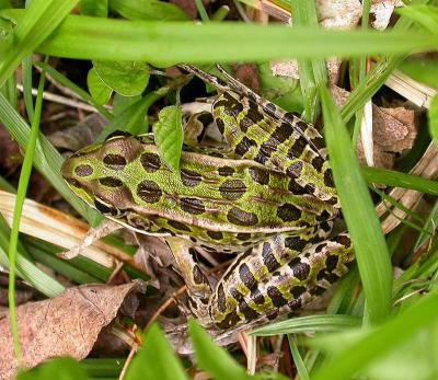 Leopard frog -- <i>Rana pipiens</i>