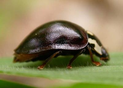 very dark Lady Beetle -- species unknown