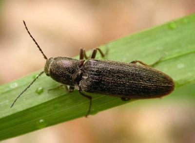 Click beetle -- top view -- ID unknown