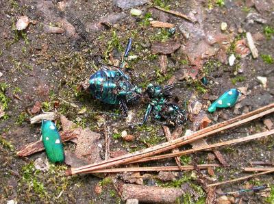 tiger beetle found crushed on the trail