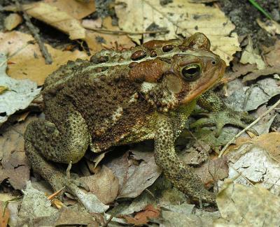 American Toad -- Bufo americanus - view 2