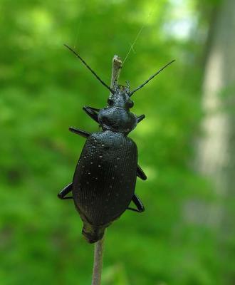 black-beetle-back-1.jpg