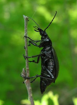 black-beetle-side-1.jpg