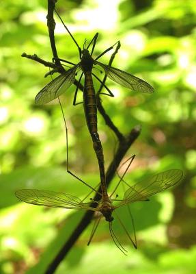 craneflies (mating)