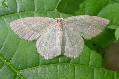 Geometer sp. of moth.