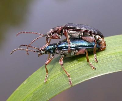 Donacia sp. beetles (mating)