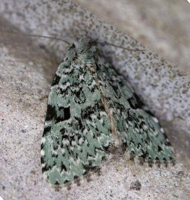 green-black  --  not ID'd