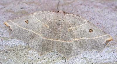 Metanema inatomaria - 6819 -- Pale Metanema Moth