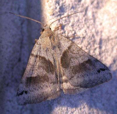 Caenurgina crassiuscula - 8738 - Clover Looper Moth