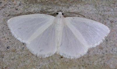 white  --  not ID'd