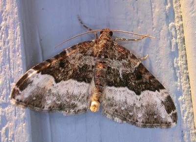 brown-white  --  not ID'd