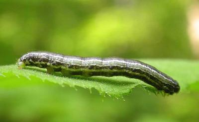Fall cankerworm (?) --  Alsophila pometaria (?)