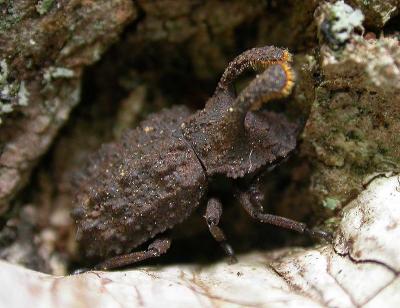 Horned Fungus Beetle -- Bolitotherus sp. on Ganoderma applanatum
