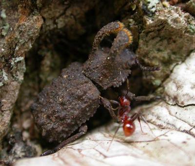 Horned Fungus Beetle -- Bolitotherus sp. with ant
