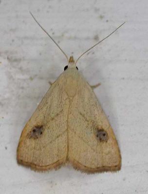 Rivula propinqualis - 8404 --Spotted Grass Moth