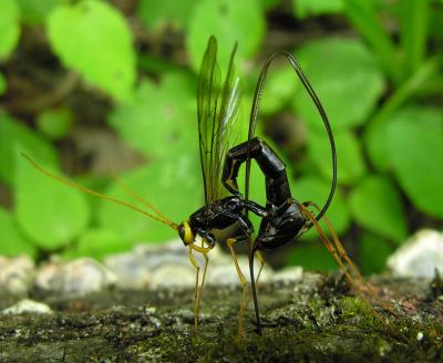 Megarhyssa atrata - Giant Ichneumon