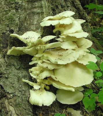 Pleurotus sp. fungi on maple snag