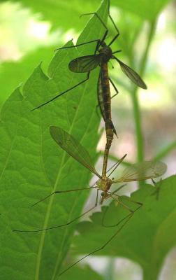 Tipula (Lunatipula) disjuncta - mating pair