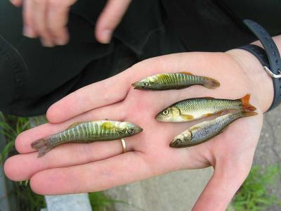 Banded Killifish & Hornyhead Chub