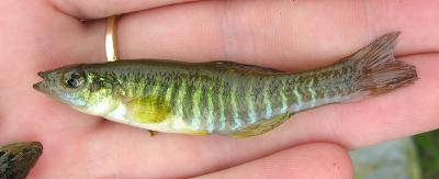 Banded Killifish -- Fundulus diaphanus