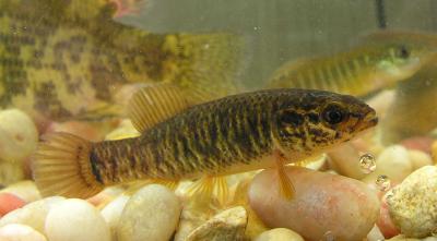 Mudminnow  --  Umbra limi