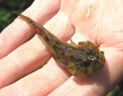 Mottled Sculpin  -- Cottus bairdii  --