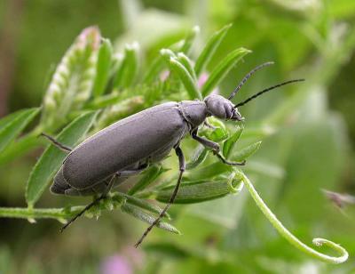 blister-beetle-1.jpg