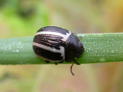 bw-striped-beetle-1.jpg