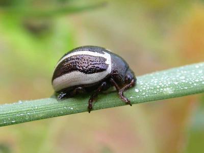 bw-striped-beetle-2.jpg