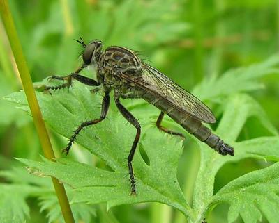 v3/59/68959/3/45558878.robberfly1.jpg