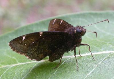 Northern Cloudywing Skipper -- Thorybes pylades
