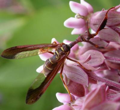 Climaciella brunnea - Brown Mantidfly