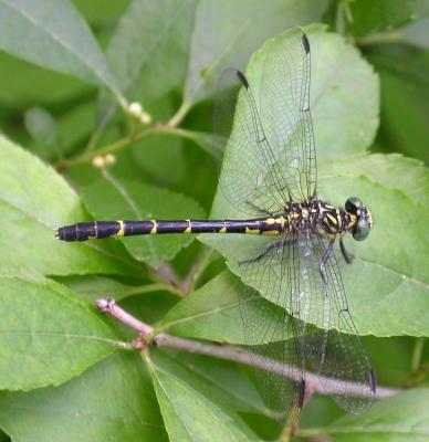 Least Clubtail - <i>Stylogomphus albistylus</i> - top