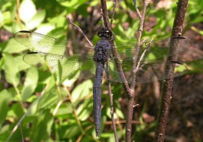 Slaty Skimmer -- Libellula incesta