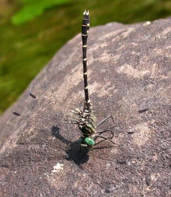 Least Clubtail - Stylogomphus albistylus  -- Waba Creek