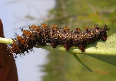 Buckbean moth caterpillar