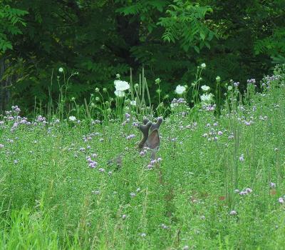 White-tailed deer -- Odocoileus virginianus