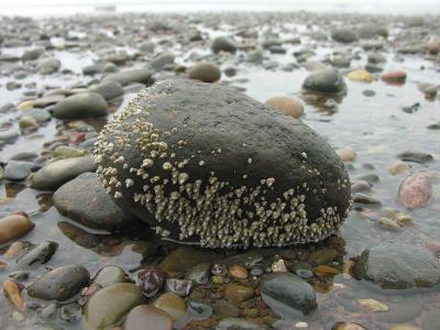 barnacle rock at Scot's Bay