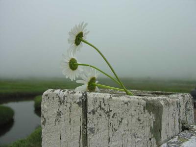 Daisies on footbridge at Scot's Bay