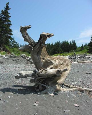 driftwood tree root - Chignecto beach