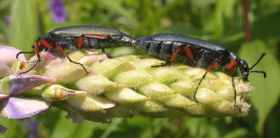 Lytta sayi --blister-beetles - side view