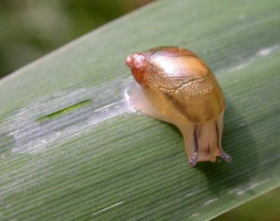 snail at Kentville - 1