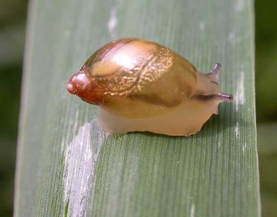 snail at Kentville - 2