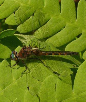 mt. uniacke- dragonfly - 2