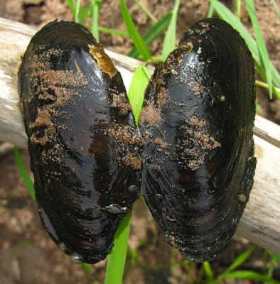 Margaritifera margaritifera - unionids from the Shinimicas River  (inner shell)
